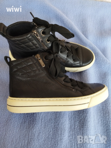 Кецове Ara номер 36.