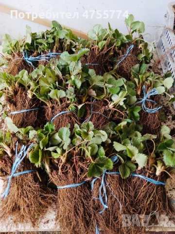 Разсад Ядоги , снимка 2 - Разсади - 53719203