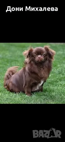 Японски хин , снимка 4 - Други - 50205477