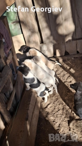 Подаряват се кученца на два месеца, снимка 8 - Каракачанска овчарка - 52944260