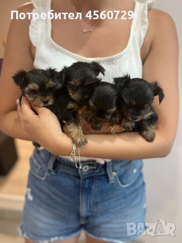 Мини йорки , снимка 1