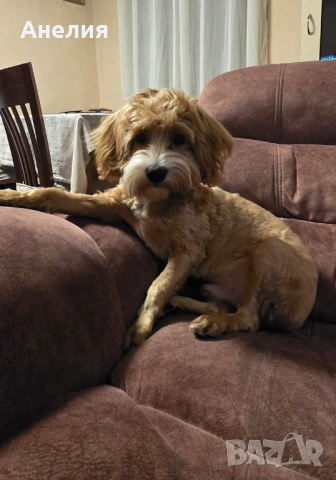 Малтипу момченце, снимка 2 - Пудели - 53823539