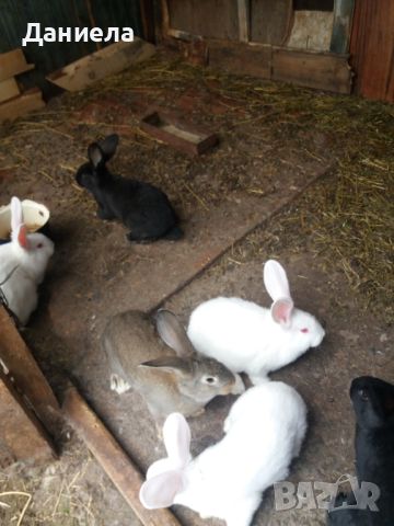 продавам зайци за клане 25лева броя , снимка 8 - Други животни - 45382304