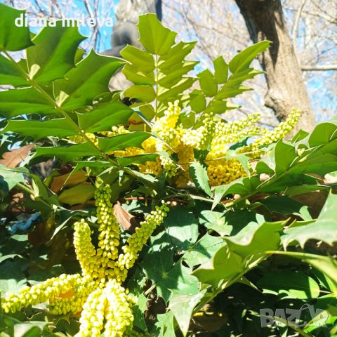 Махония, Mahonia japonica , снимка 4 - Градински цветя и растения - 46368350