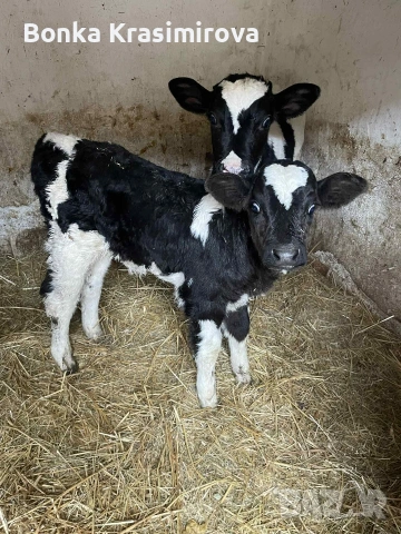 4 женски 1 мъжко , снимка 5 - Крави - 53291857