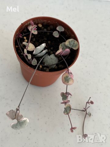 Церопегия вариегатна/Ceropegia Woodii variegata/Низ от сърца, снимка 4 - Стайни растения - 45607429