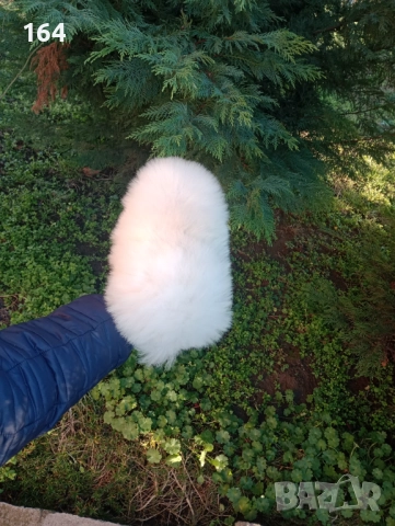 Мъжки Померан. Реални снимки от 26.12.25 г., снимка 2 - Померан - 52809054