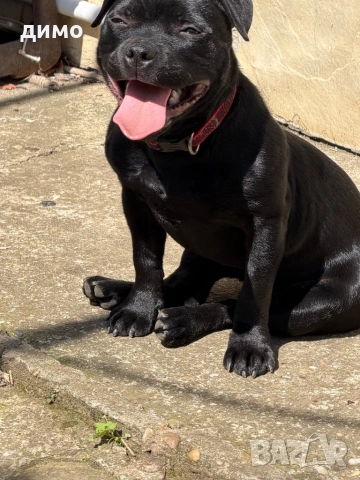 Английски стафордширски бултериер , снимка 2 - Други - 54098195