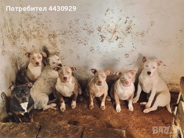 American Bully XL, снимка 3 - Други - 53135049