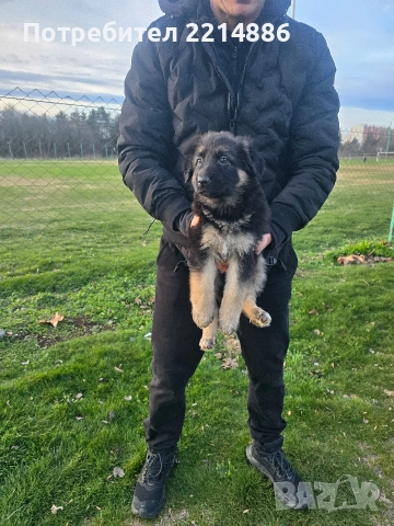 Немска овчарка работен тип