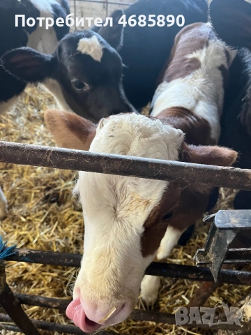 Симентали и абардинчета за продан , снимка 2 - Крави - 53705177