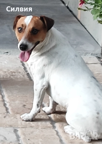 Кученца Джак Ръсел , снимка 9 - Джак ръсел териер - 52787646