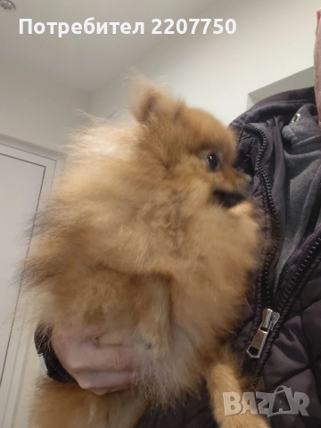 продавам померан , снимка 3 - Померан - 52242377