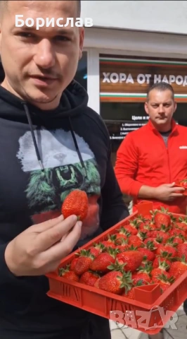 Разсад ягоди "КЛЕРИ", снимка 2 - Разсади - 51137243