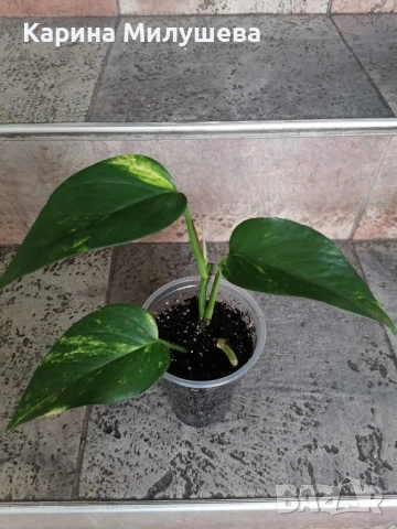 Продавам различни цветя, снимка 8 - Стайни растения - 44843070