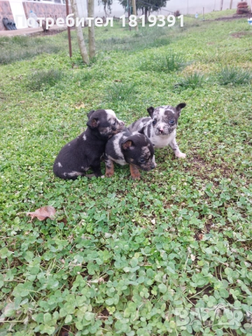 Пинчер мерле, снимка 4 - Пинчер - 53223710