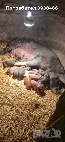 Свиня майка на 2 прасила и работещ нерез на 1 г 6 м., снимка 5 - Прасета - 53857707