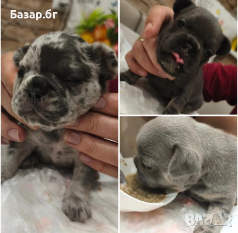 Екзотични френски булдочета 