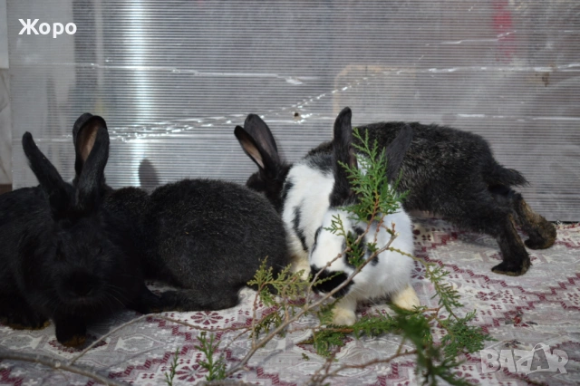 Зайци за разплод, снимка 16 - Други животни - 53611714