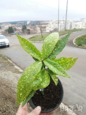 Аукуба -Aucuba, снимка 7 - Градински цветя и растения - 32259384