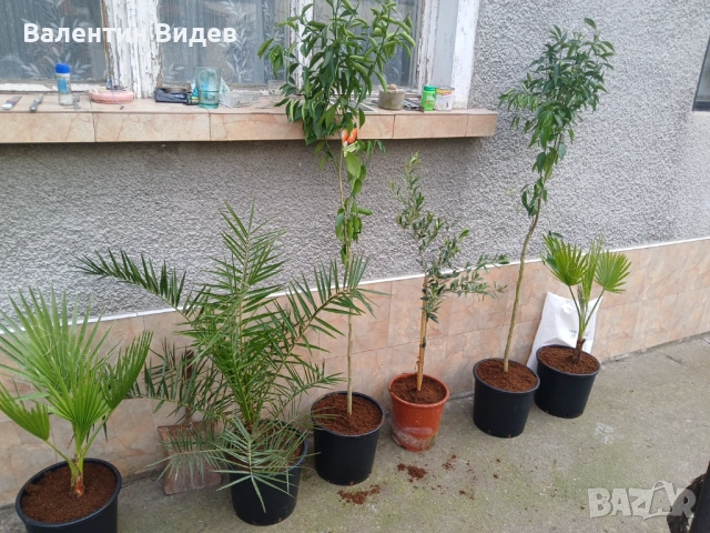 🌴 Палми Вашингтония, Маслини, Мандарини и Туя за продажба 🌿 💰 Отлични цени и налични количества П