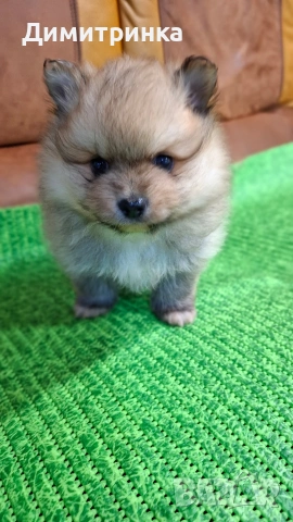 Мъжки немски шпиц