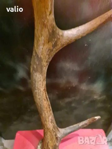 Еленов рог , снимка 3 - Антикварни и старинни предмети - 50201077