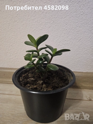 Дървото на живота, снимка 6 - Стайни растения - 53598347