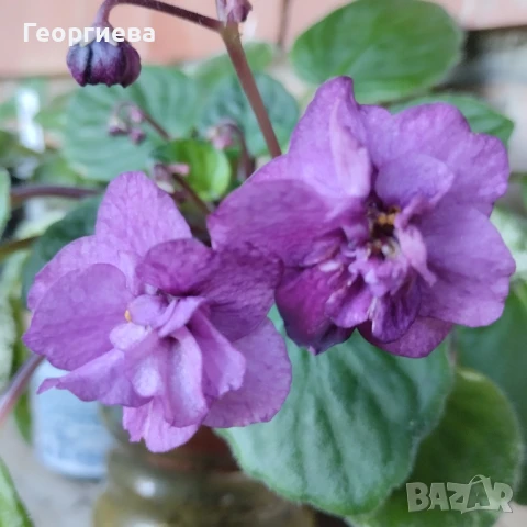 Разменям листа от сортови сентполии , снимка 15 - Стайни растения - 45571120