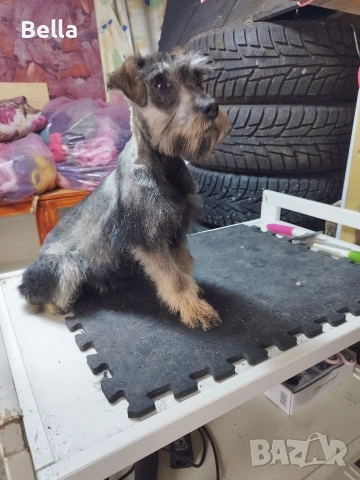 Мини шнауцер , снимка 7 - Други - 53778474