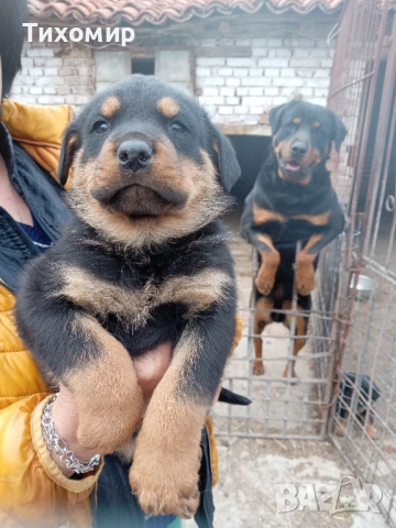 Ротвайлер, снимка 2 - Ротвайлер - 54206894