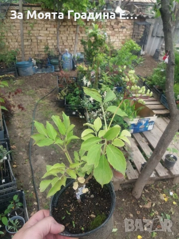 Бял бъз, снимка 4 - Градински цветя и растения - 53744235