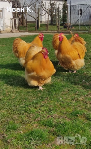 Продавам жълт Орпингтон., снимка 10 - Кокошки и пуйки - 37376457