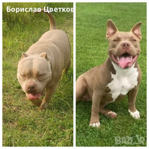 American bully pocket 