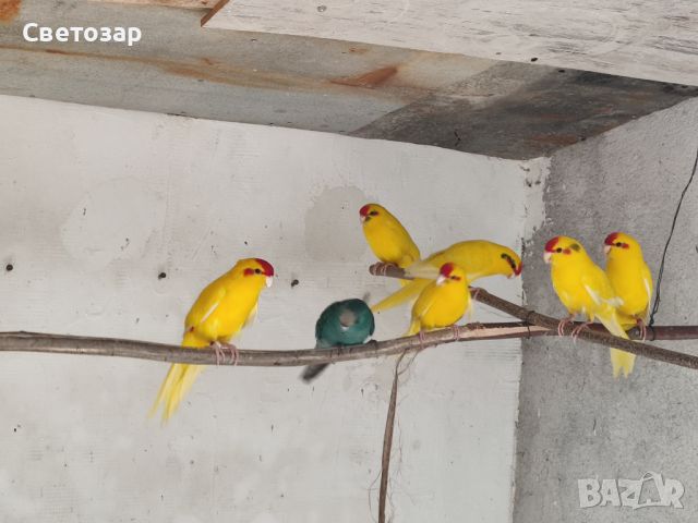 папагали какарики, снимка 2 - Папагали - 41210331