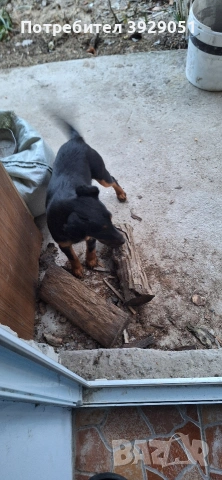 Продавам ягдтериер, снимка 10 - Ягдтериер - 53889726