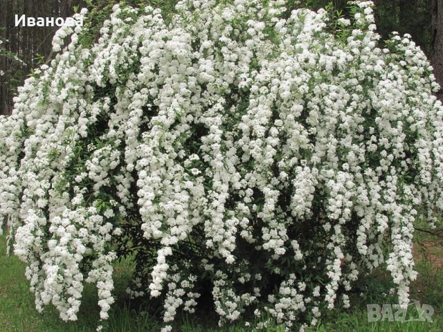 Майски сняг - Спирея, снимка 1 - Градински цветя и растения - 45160378