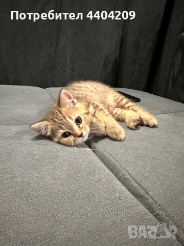 Британски късокосмести, снимка 7 - Британска късокосместа - 52344985