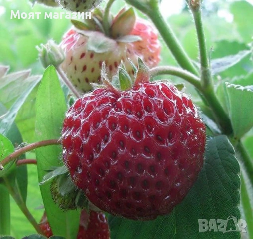 Ягода Малина, снимка 2 - Градински цветя и растения - 53645251