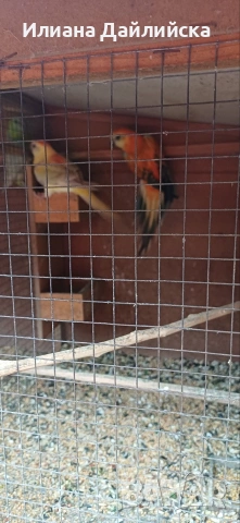 КОРЕЛИ И ПОЙНИ ПАПАГАЛИ , снимка 14 - Папагали - 44035689