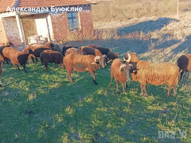 Кочове, снимка 1