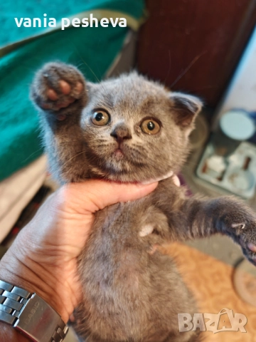 Продавам котета, снимка 1