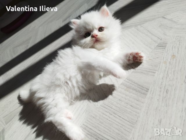 Персийски котета , снимка 11 - Персийска - 46124850