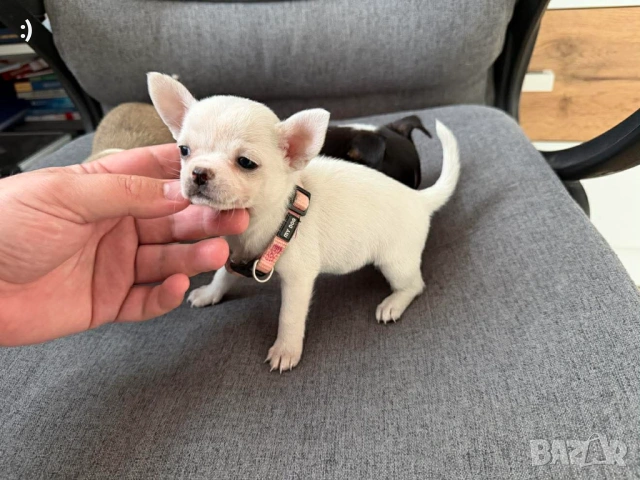 Чихуахуа Актуално от 6.2.2026