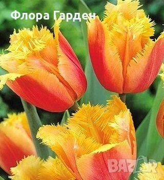 Луковици ЛАЛЕТА И ДРУГИ, снимка 9 - Сортови семена и луковици - 50970511