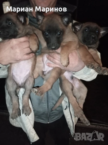 Белгийска овчарка- Малиноа, снимка 7 - Белгийска овчарка - 53195565