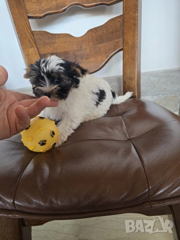Мини Бивър Йоркширски териер момиче, снимка 2 - Йоркширски териер - 54156778