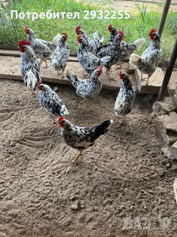 Оплодени яйца от Легхорн Ексчекър , снимка 1 - Кокошки и пуйки - 45775500