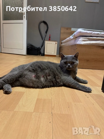 Британска котка , снимка 2 - Британска късокосместа - 53387175