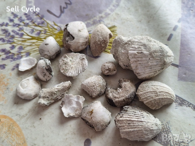 ✅ФОСИЛИ - МИДИ - ПРОВАДИЯ❗, снимка 3 - Колекции - 53432029